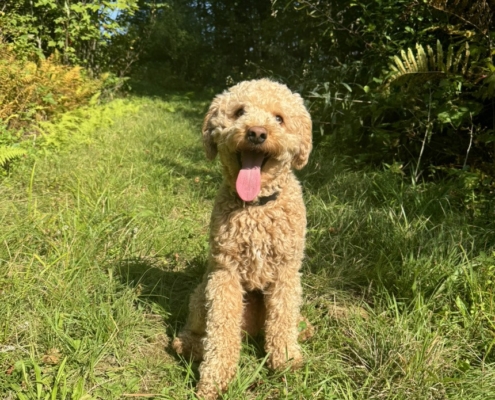 Cockapoo roux dans la forest