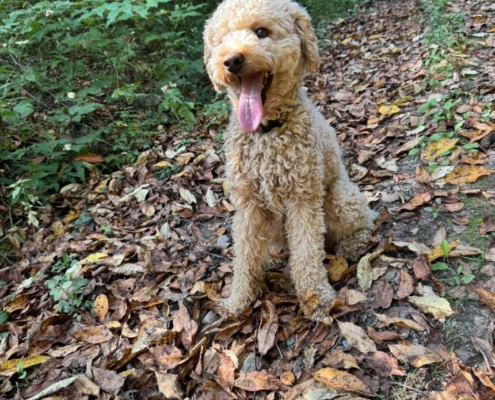 Cockapoo roux dans la forest