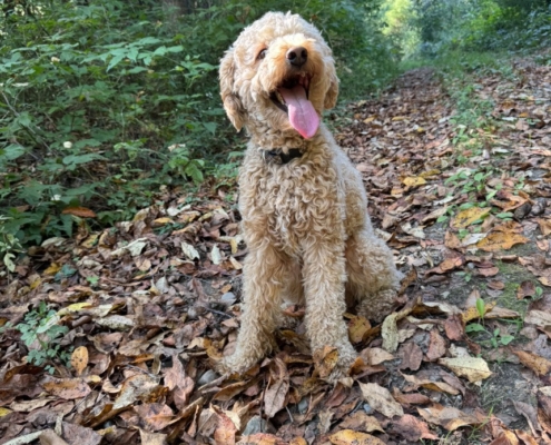 Cockapoo roux dans la forest