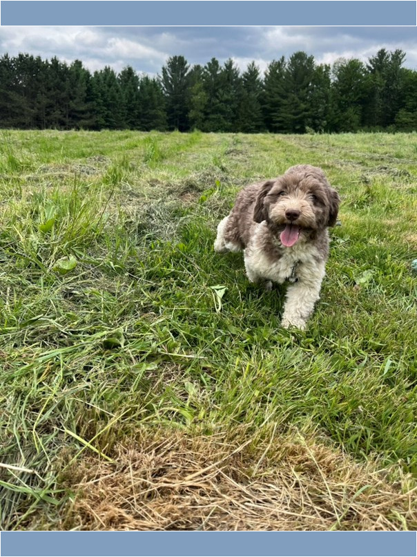 Havanais Chocolat et blanc dans l'herbe