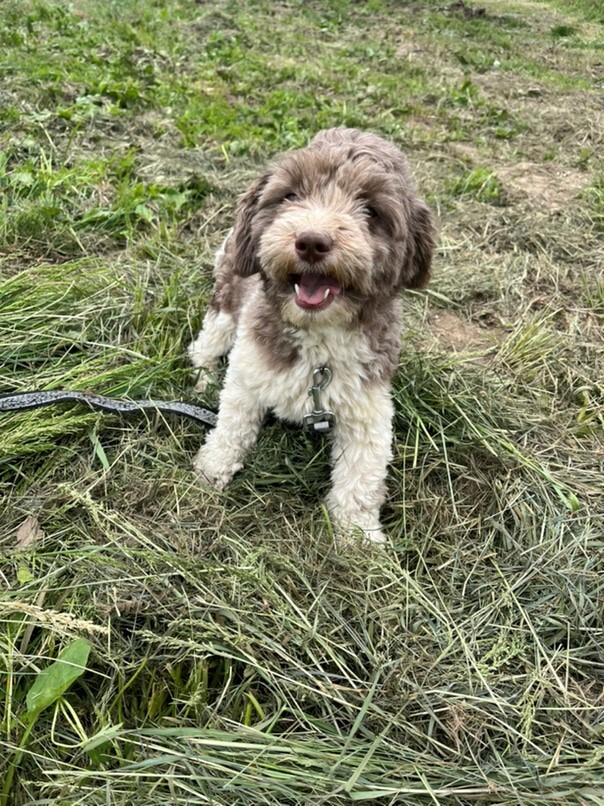 Havanais Chocolat et blanc dans l'herbe