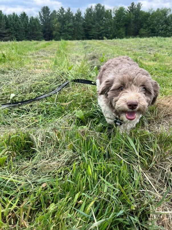 Havanais Chocolat et blanc dans l'herbe