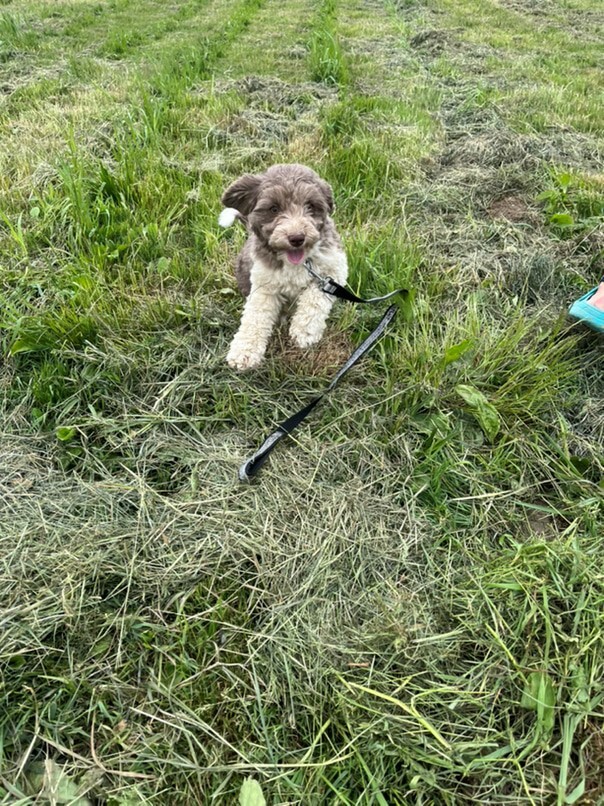 Havanais Chocolat et blanc dans l'herbe