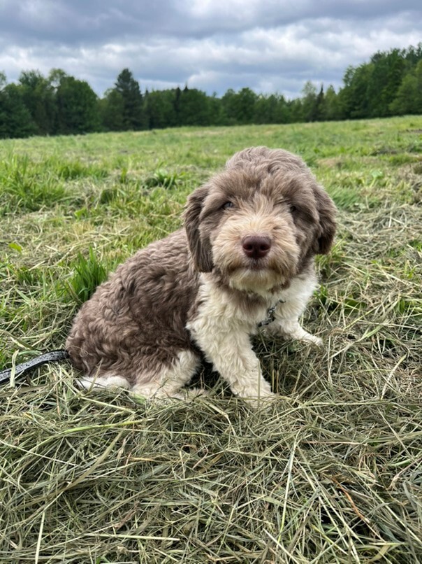 Havanais Chocolat et blanc dans l'herbe