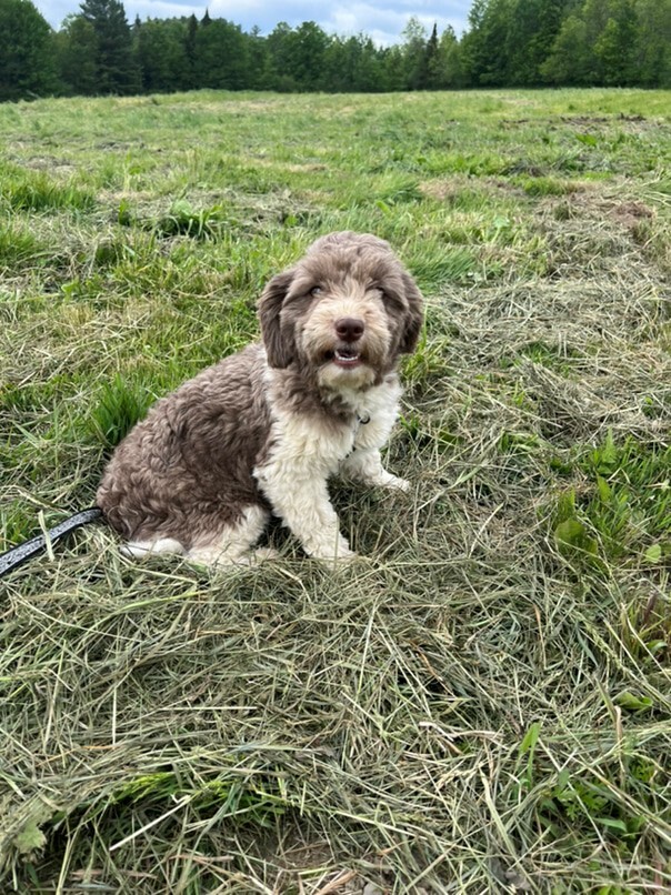 Havanais Chocolat et blanc dans l'herbe