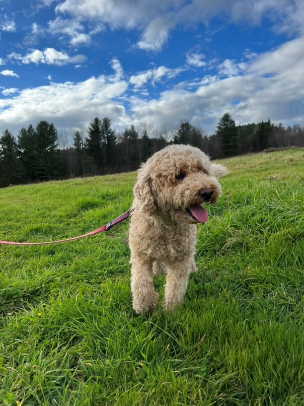 Caniche dans l'herbe