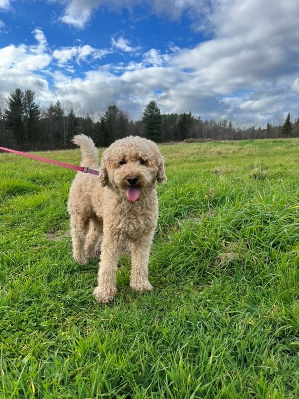Caniche dans l'herbe