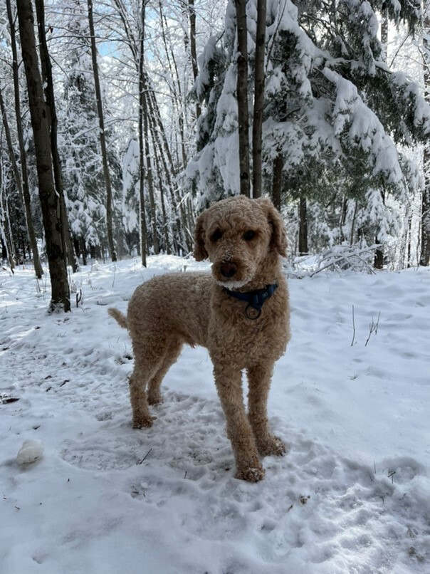 Caniche dans la neige