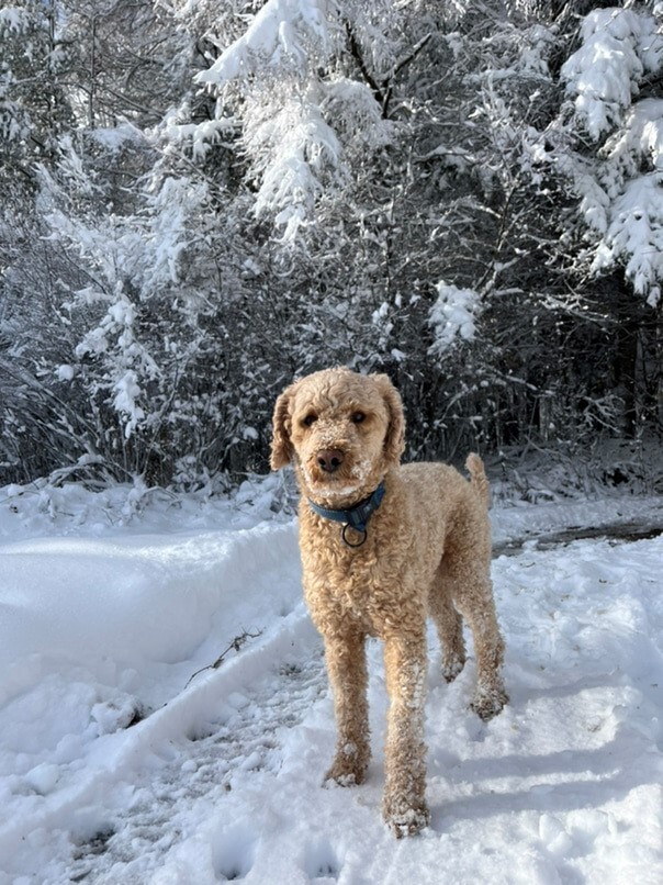 Caniche dans la neige