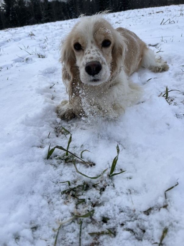 Cocker Blanc et Blond dans la neige