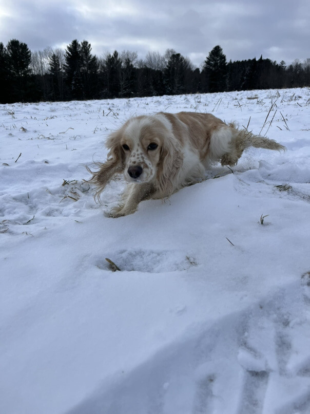 Cocker Blanc et Blond dans la neige
