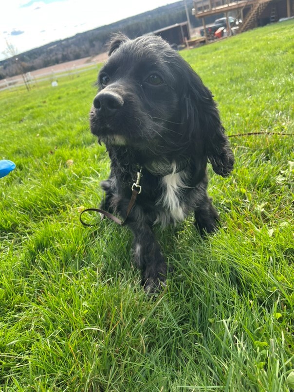 Cocker merle dans l'herbe