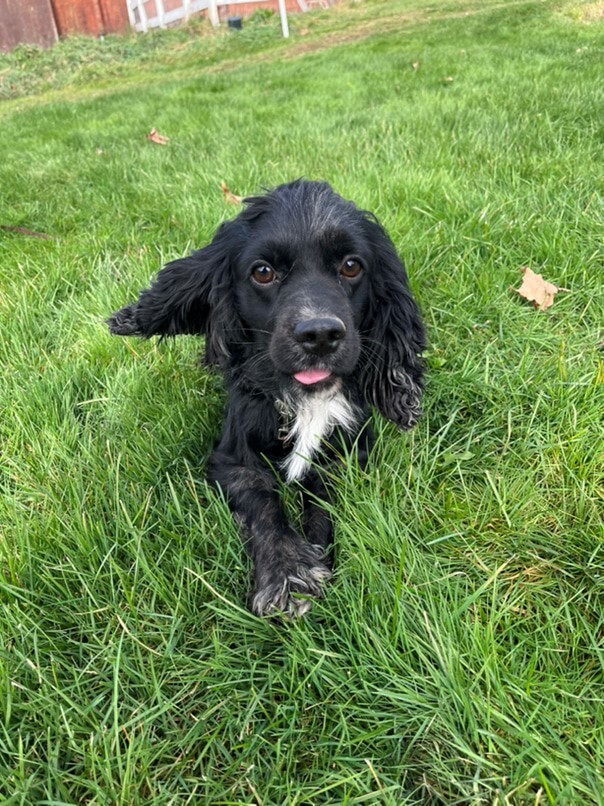 Cocker merle dans l'herbe