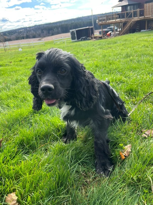 Cocker merle dans l'herbe