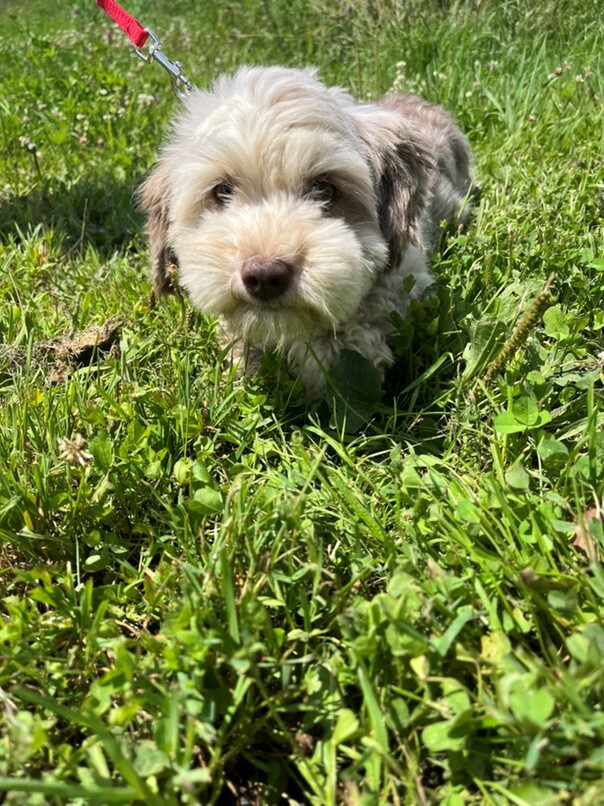 Bichon Havanais merle dans l'herbe