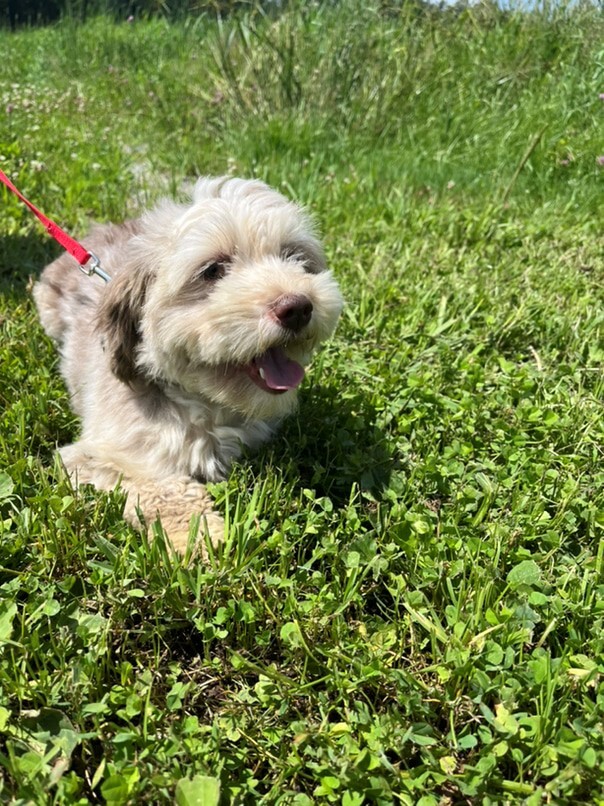 Bichon Havanais merle dans l'herbe