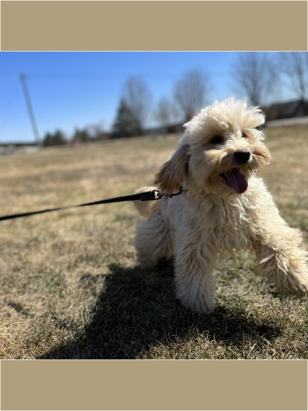 Cockapoo blond dans l'herbe