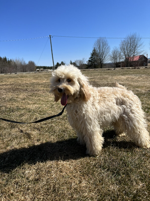 Cockapoo blond dans l'herbe