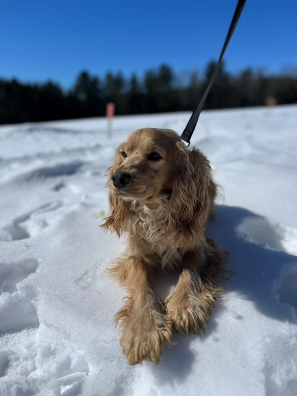 Cocker Blond dans la neige