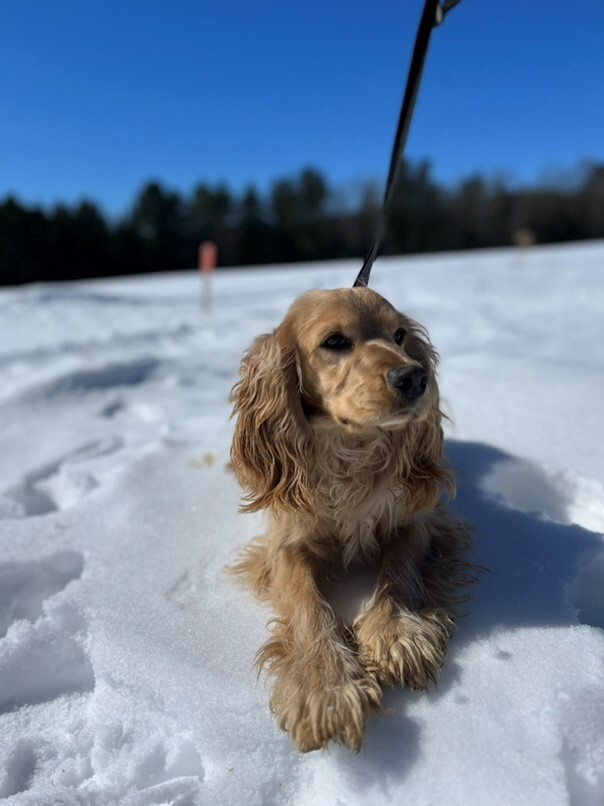 Cocker Blond dans la neige