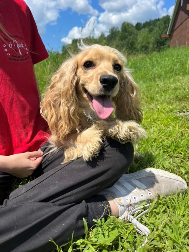 Cocker Blond dans l'herbe