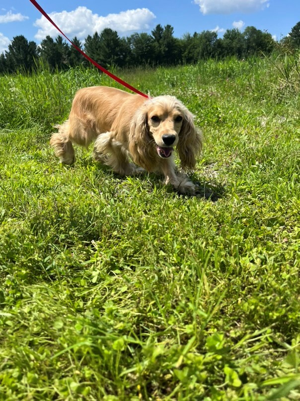Cocker Blond dans l'herbe