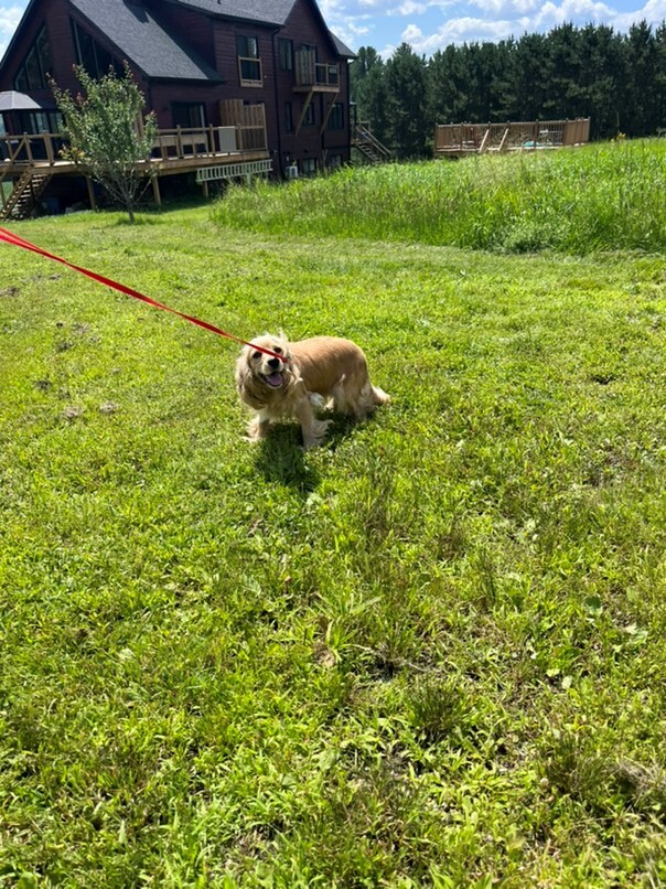 Cocker Blond dans l'herbe
