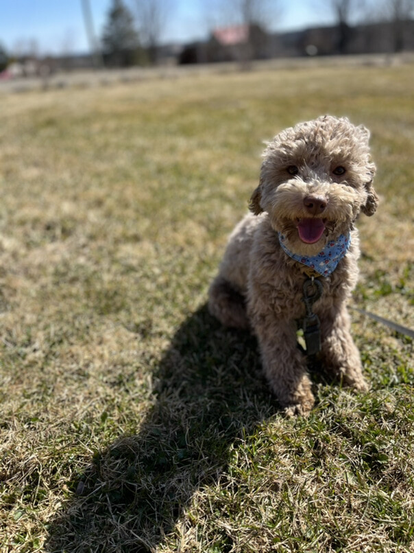 Caniche dans l'herbe
