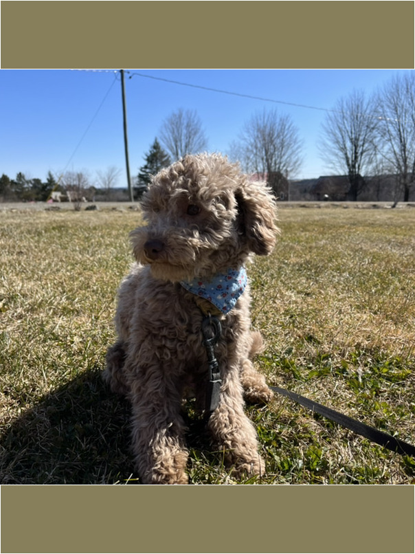 Caniche dans l'herbe