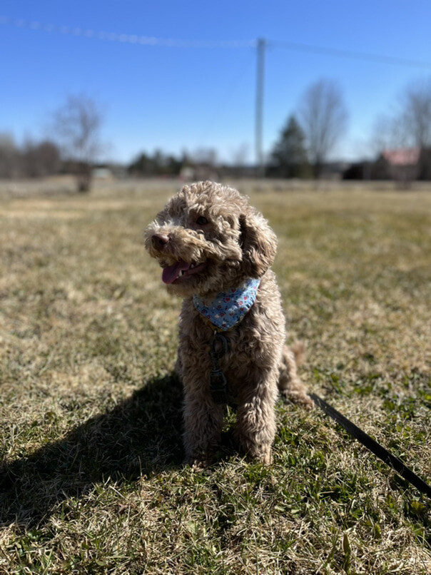Caniche dans l'herbe
