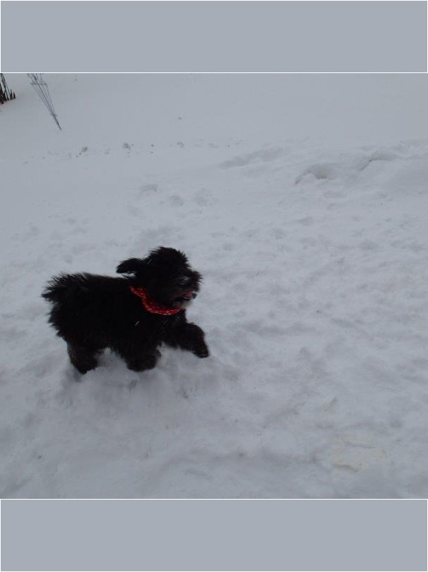 Cockapoo noir dans la neige