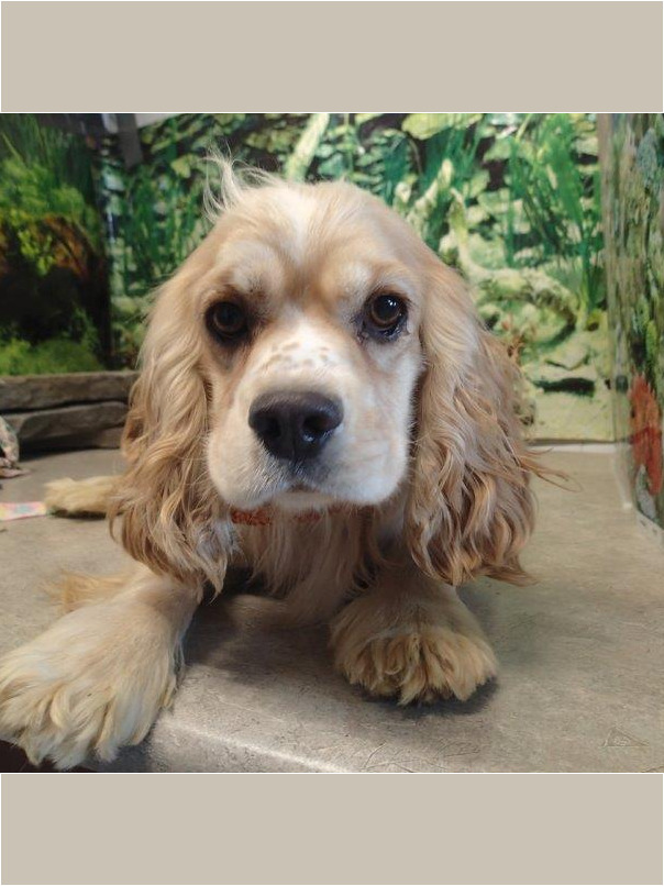 Cocker blond dans l'herbe