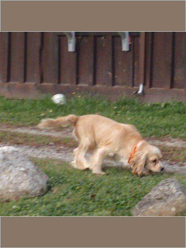 Cocker blond dans l'herbe