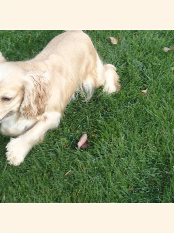 Cocker blond dans l'herbe