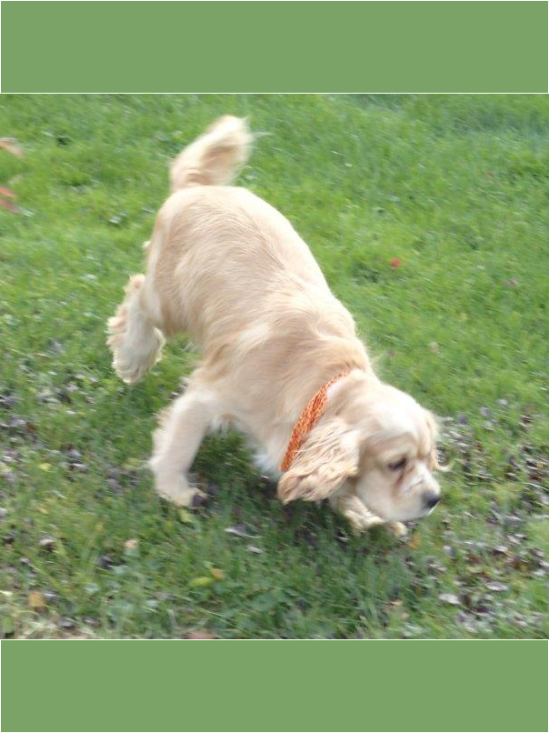 Cocker blond dans l'herbe