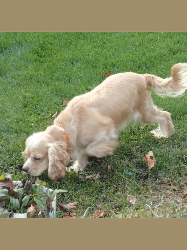 Cocker blond dans l'herbe