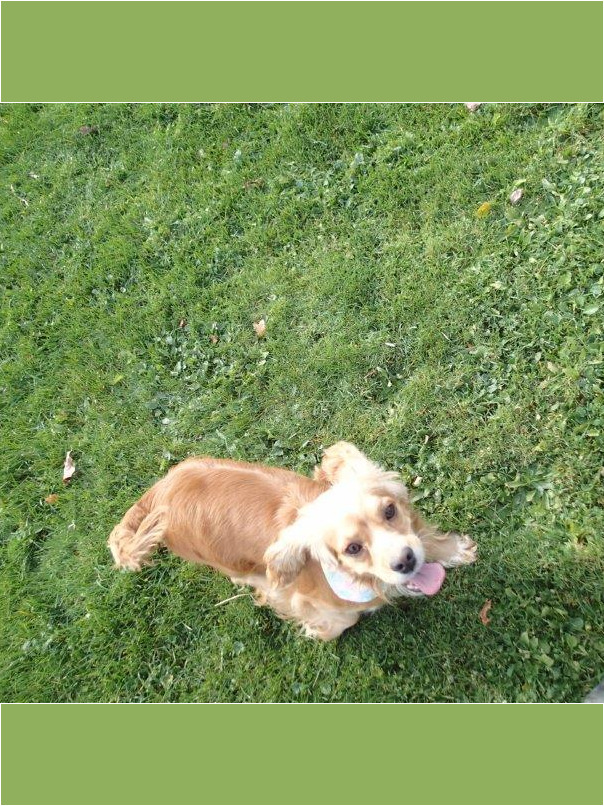 Cocker blond dans l'herbe