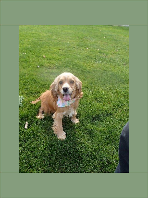 Cocker blond dans l'herbe