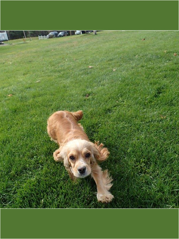Cocker blond dans l'herbe