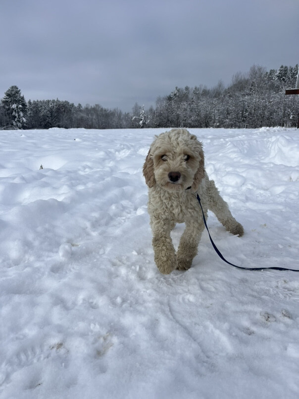 Cockapoo blanc et roux dans la neige