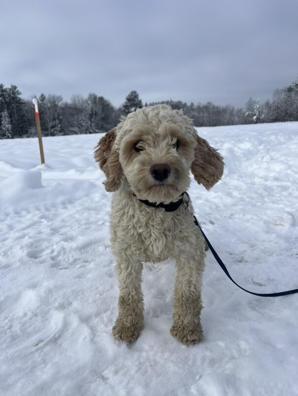 Cockapoo blanc et roux dans la neige