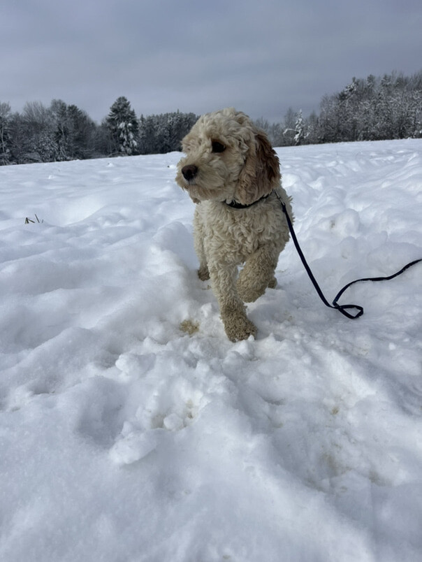 Cockapoo blanc et roux dans la neige