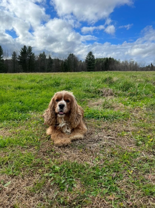 Cocker Roux dans l'herbe