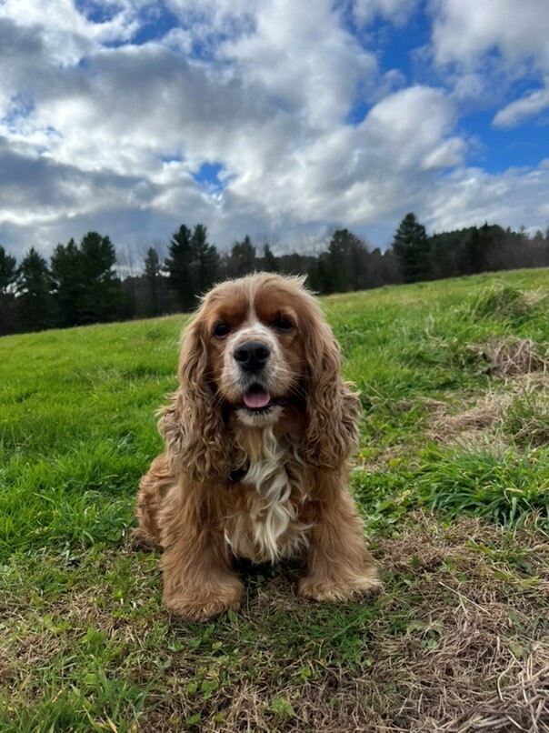 Cocker Roux dans l'herbe
