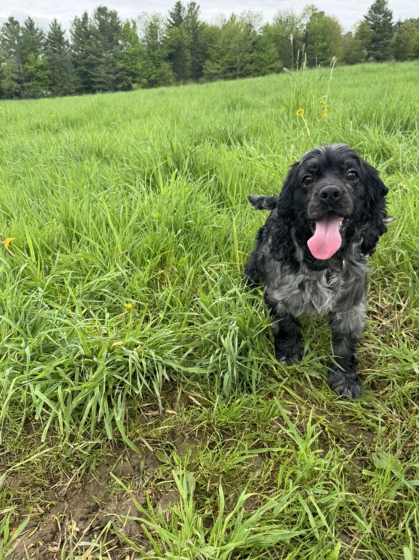 Cocker merle dans l'herbe