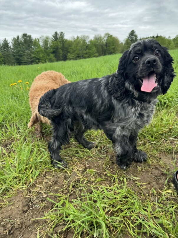 Cocker merle dans l'herbe