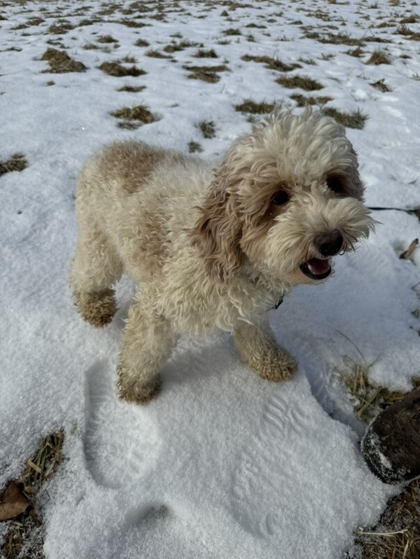 Cockapoo blanc et roux dans la neige