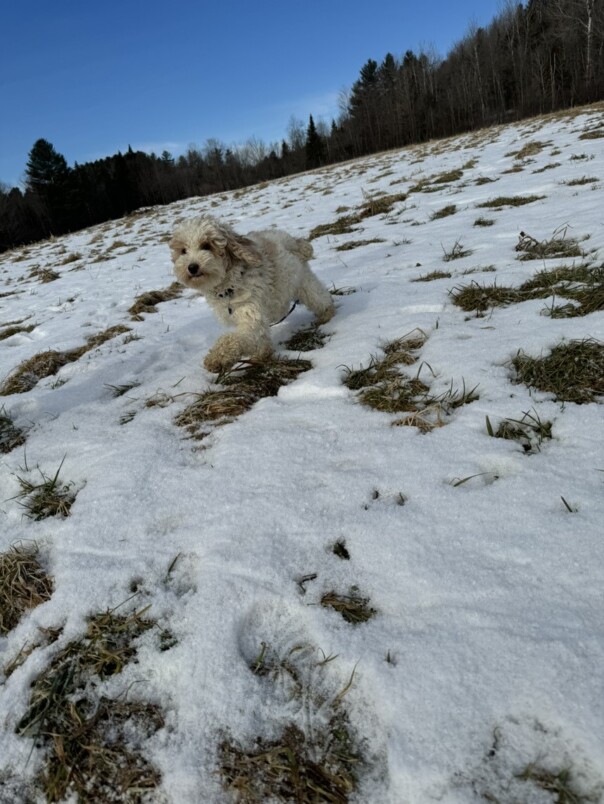 Cockapoo blanc et roux dans la neige