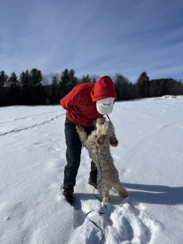 Cockapoo blonde dans la neige