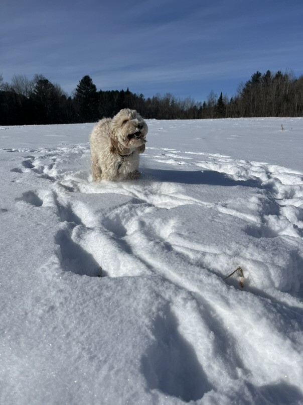 Cockapoo blonde dans la neige